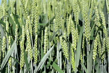 Background and texture of a wheat field with green, immature wheat ears in summer in Europe