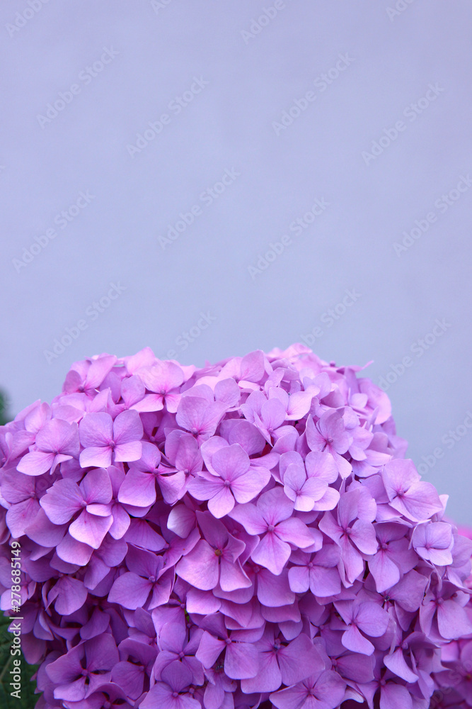 Canvas Prints purple hydrangea on a violet background. space for text or logos