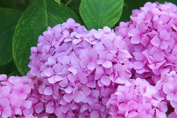 Purple hydrangea. Pink flowers in the garden