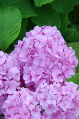 purple hydrangea flowers on green background