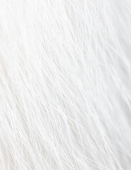 Fototapeta na wymiar White wool of a cat as a background