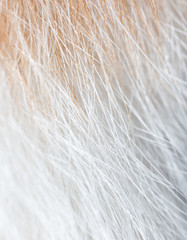 White and red hair of a cat as a background