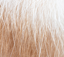 White and red hair of a cat as a background