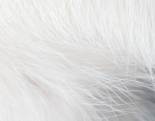 White wool of a cat as a background