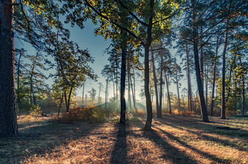 Obraz premium Morning in the sunny forest.