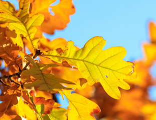 Fototapeta na wymiar Yellow leaves on the branches of an oak against the blue sky