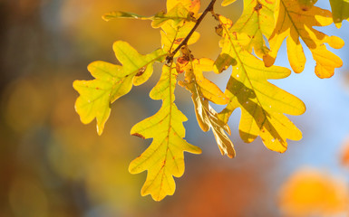Yellow leaves on the branches of the oak