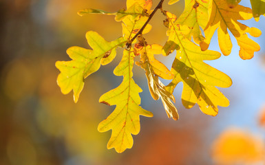 Yellow leaves on the branches of the oak