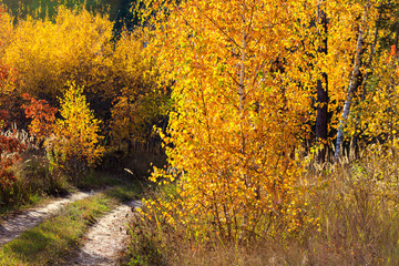 Dirt road in the forest. Golden autumn