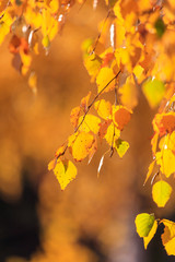 The leaves on the branches of birch