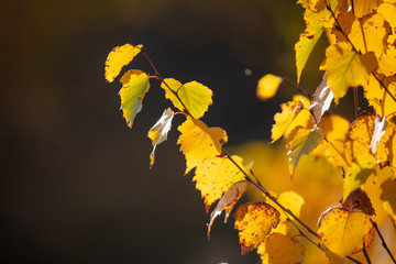 The leaves on the branches of birch