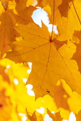 The leaves on the branches of maple