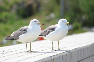 ウミネコ