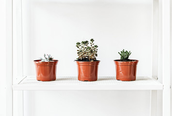 House plants in pots on white shelf at home