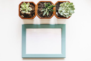 Empty blank photo frame with copy space and house plant for your design