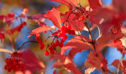 Kalina red in nature in the fall