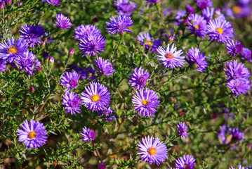 Fototapeta premium Beautiful purple flowers in the garden as a background