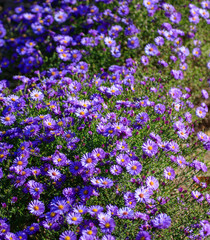 Fototapeta premium Beautiful purple flowers in the garden as a background