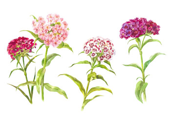 Fototapeta na wymiar Set of watercolor carnations. Watercolor summer elements isolated on white
