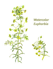 Watercolor leafy spurge or Euphorbia ésula isolated