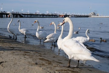 Sopot, Polska. A lot of birds - swans, seagulls and ducks on the beach next to pier (Molo), which is the longest in Europe. This molo is famous attraction of Sopot.