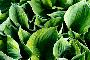Naklejka premium Green leaves of tropical plants. Gorgeous juicy greens. Green life