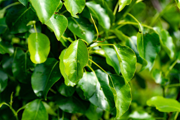 Fototapeta na wymiar Pear tree leaves. Gorgeous juicy greens. Green life