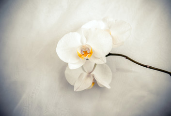      The branch of White orchids on white fabric background 