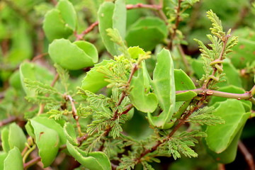                                Hargeisa   Somalilnad                                                              