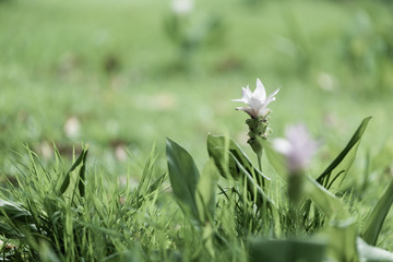 White Siam Tulip
