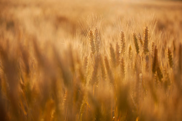 Obraz premium Wheat yellow field
