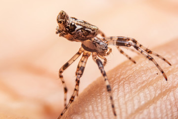 Close up of the Jumping Spiders  on hands in the morning. Spiders are standing on the finger.