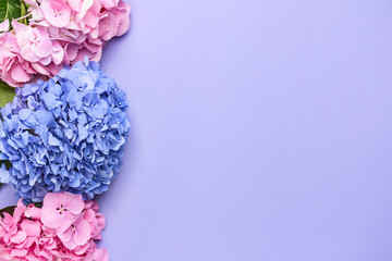 Beautiful hydrangea flowers on color background