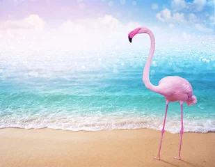 Foto op Plexiglas roze flamingo op prachtig zandstrand en zachte blauwe oceaangolf zomer concept achtergrond © ohishiftl