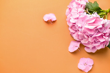 Obraz na płótnie Canvas Beautiful hydrangea flowers on color background