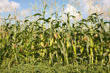 Corn field in summer time