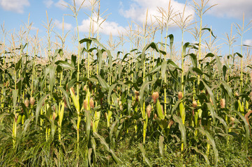 Fototapeta premium Corn field in summer time