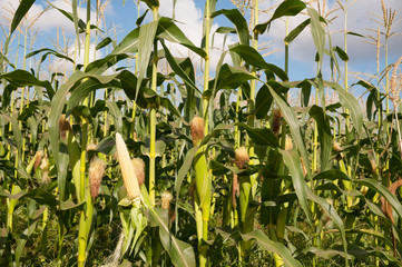 Corn field in summer time