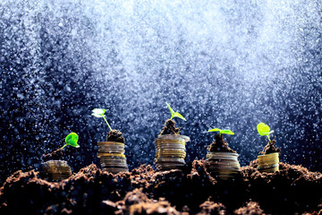 Coins in soil with young plant. Money growth concept. - Image