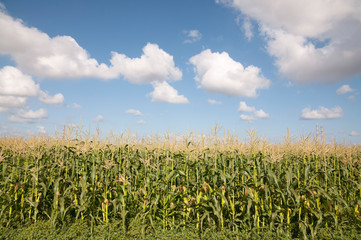 Corn field in summer time