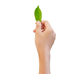 woman hand holding one green leave on white background , think green concept