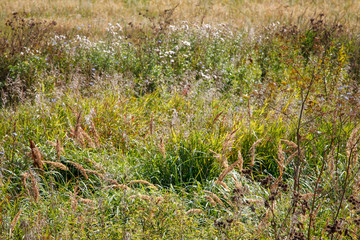 summer field / meadow