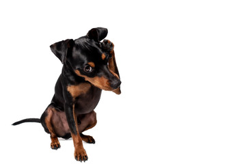 Portrait Hund Zwergpinscher vor weißem Hintergrund der sitzt liegt männchen macht
