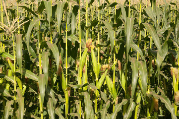 Corn field in summer time