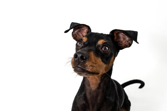 Portrait Hund Zwergpinscher vor wei&szlig;em Hintergrund der sitzt liegt m&auml;nnchen macht