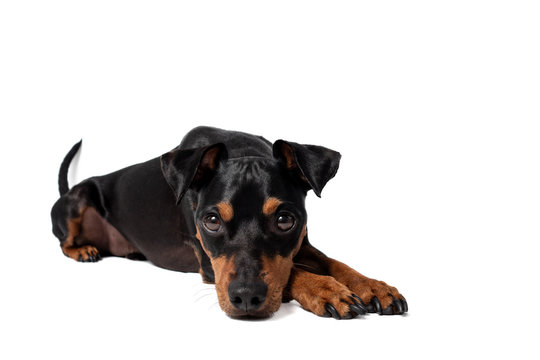Portrait Hund Zwergpinscher vor wei&szlig;em Hintergrund der sitzt liegt m&auml;nnchen macht