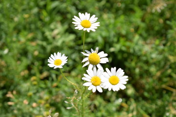 Fototapeta premium Simple and pure chamomile charm