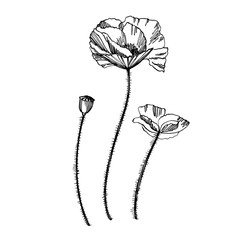 Poppy flowers. Botanical plant illustration. Vintage medicinal herbs sketch set of ink hand drawn medical herbs and plants sketch.