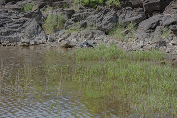 Heron standing in grassy meadow on lakeside