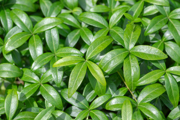 Periwinkle minor green leaves, small creeping ground covering plant in daylight during summer season